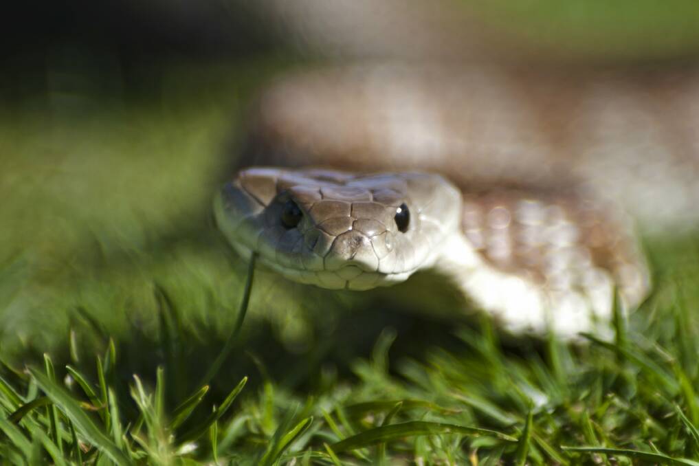 Tiger snakes are one of the three most common species of snake found in Ballarat. File photo.