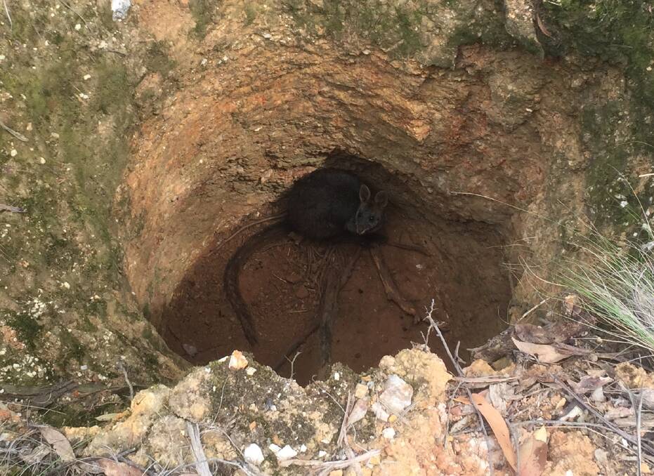 TRAPPED: It is unclear how long the wallaby was stuck in the Invermay mine shaft. Picture: Ben Hopkins