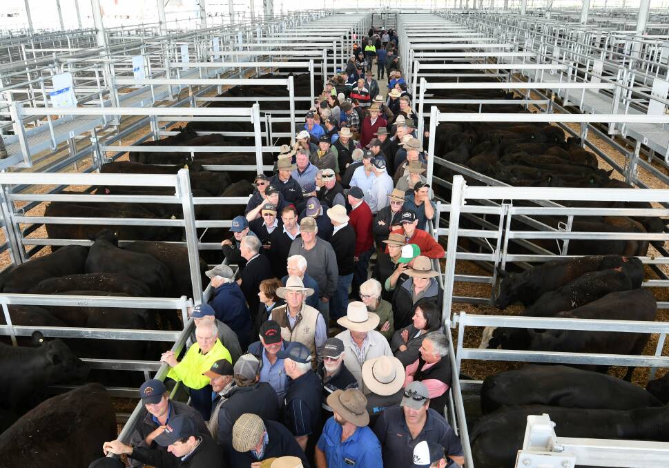 SALES: A fantastic showing for the new Miners Rest Saleyards debut. Picture: Lachlan Bence