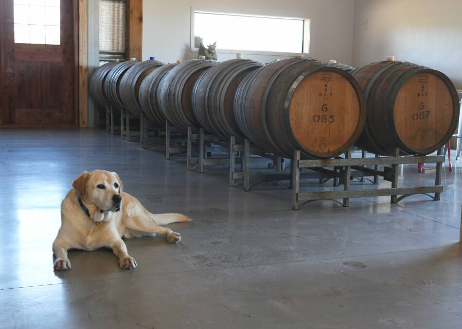 GOOD BOY: The Nolle's trusted Golden Retriever Ice gets comfortable amongst the barrels. Picture: Lachlan Bence.