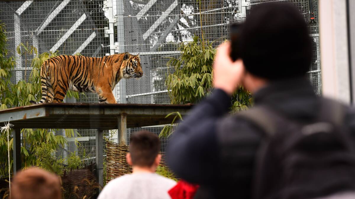 PUTTING ON A SHOW: Tourists flocked back to the Ballarat Wildlife Park over the long weekend. Picture: Adam Trafford.