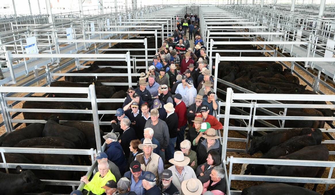 RESULTS: Farmers continue to flock to the state-of-the-art facilities at the Miners Rest Saleyards while residents remain upset over the smell. Picture: Lachlan Bence.
