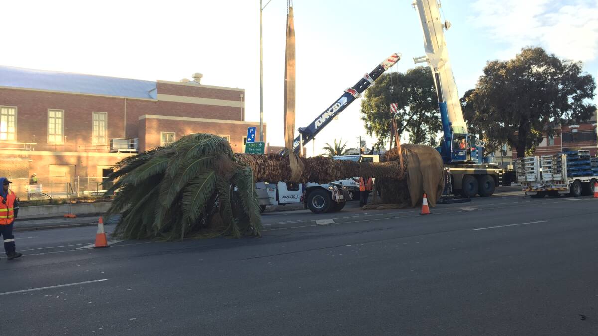 Driver delays as palm trees are put in