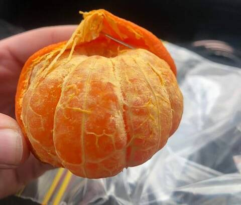 FRUIT: A needle has been found in two mandarins purchased at the Wendouree Coles.
