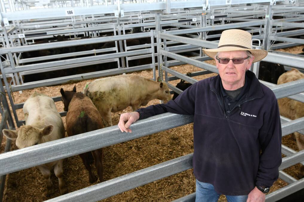 T.B. White and Sons Directer Leo White poses with his stock ahead of a day of sales. Picture: Lachlan Bence