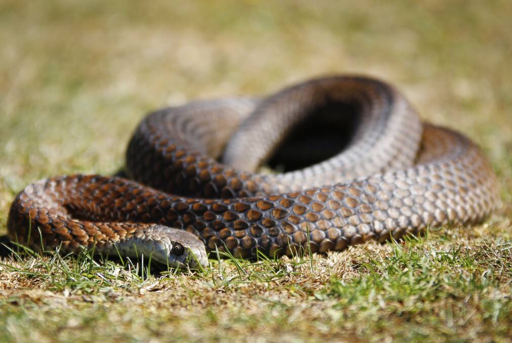 A copperhead snake. File photo.