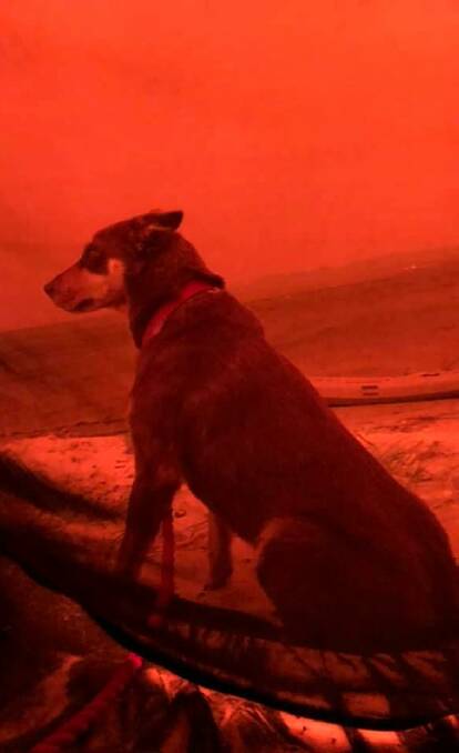 INTENSE: One of the Dubberleys' three dogs sitting next to their swag as the sky turned red in Mallacoota.