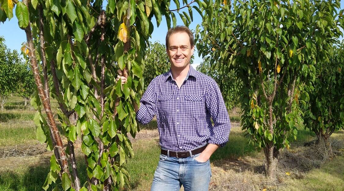 IN DEMAND: Cherry Growers Australia president Tom Eastlake said coronavirus restrictions and a lack of international passenger flights have caused logistical issues for cherry exporters.