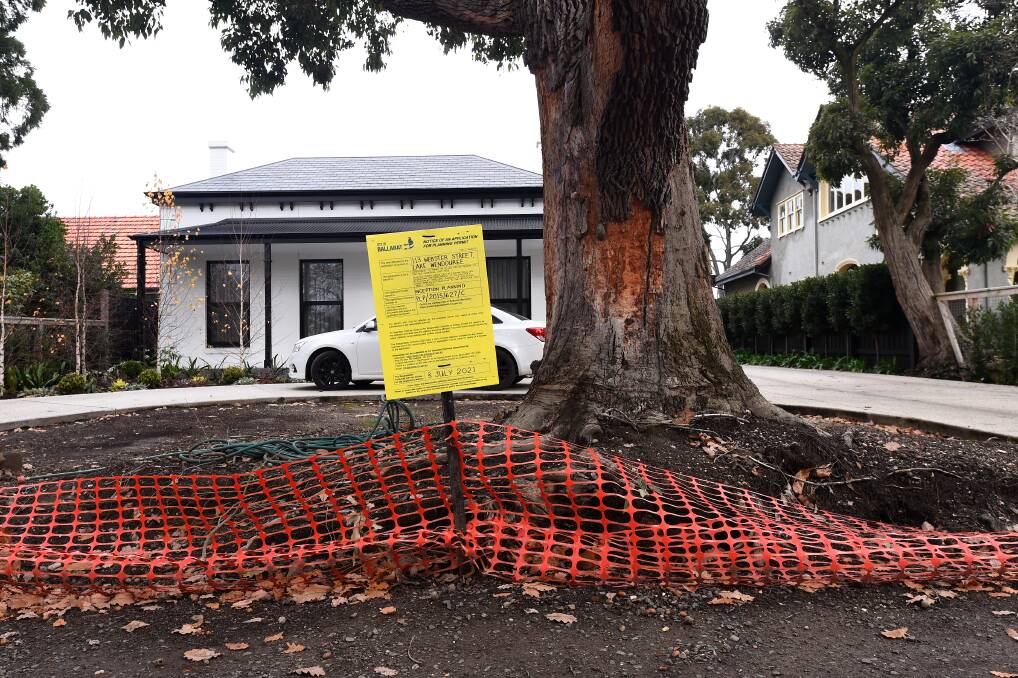 Appeal: the 150-year-old Marri tree in Webster Street, which councillors approved for removal despite recommendations for preservation. Picture: Adam Trafford.