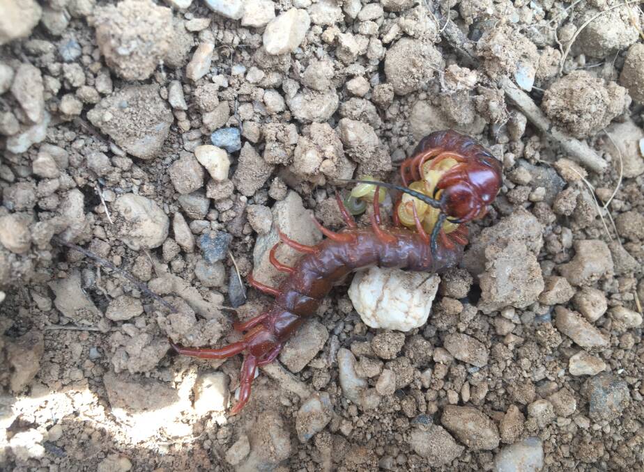 Tender and terrifying: this common centipede is curling itself around its young to protect them. Picture: Caleb Cluff.