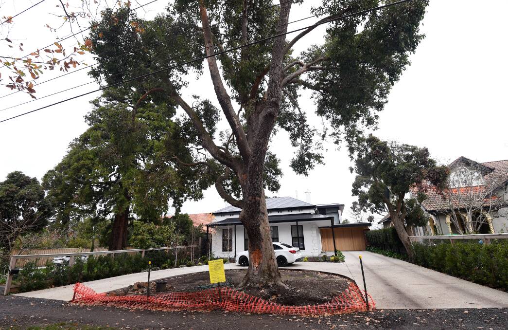 To tree or not to tree: The Corymbia which planners seek to remove on Webster Street, in order to replace a heritage fence. Picture: Adam Trafford.