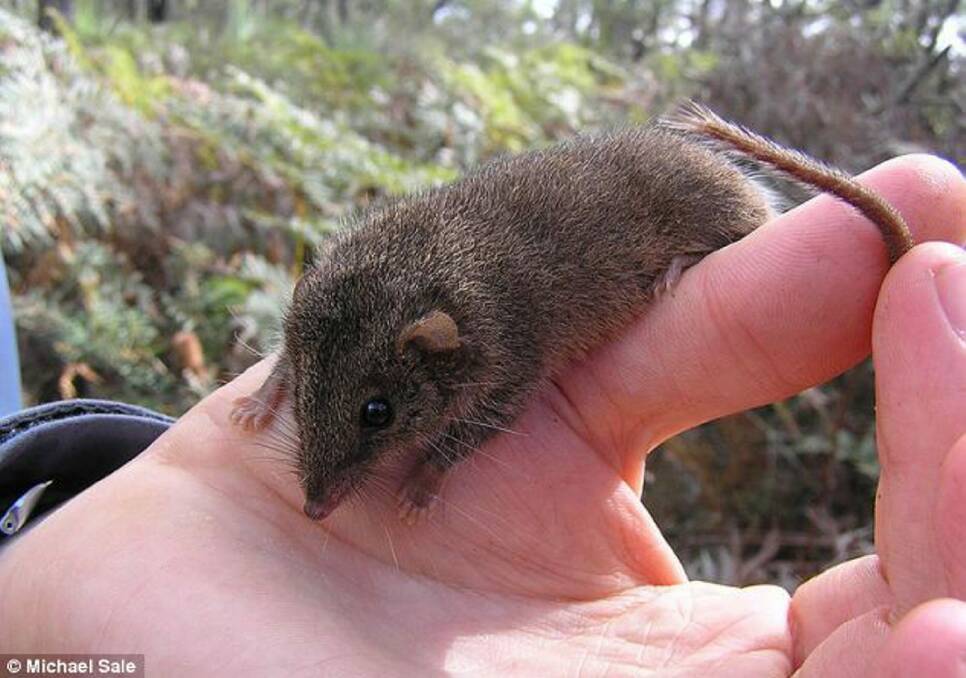 Not a rat, or a mouse: The agile antechinus can be seen during the day, unlike most other marsupials. It has a short life, due to the frantic nature of its sexaul activity. Picture: Michael Sale.