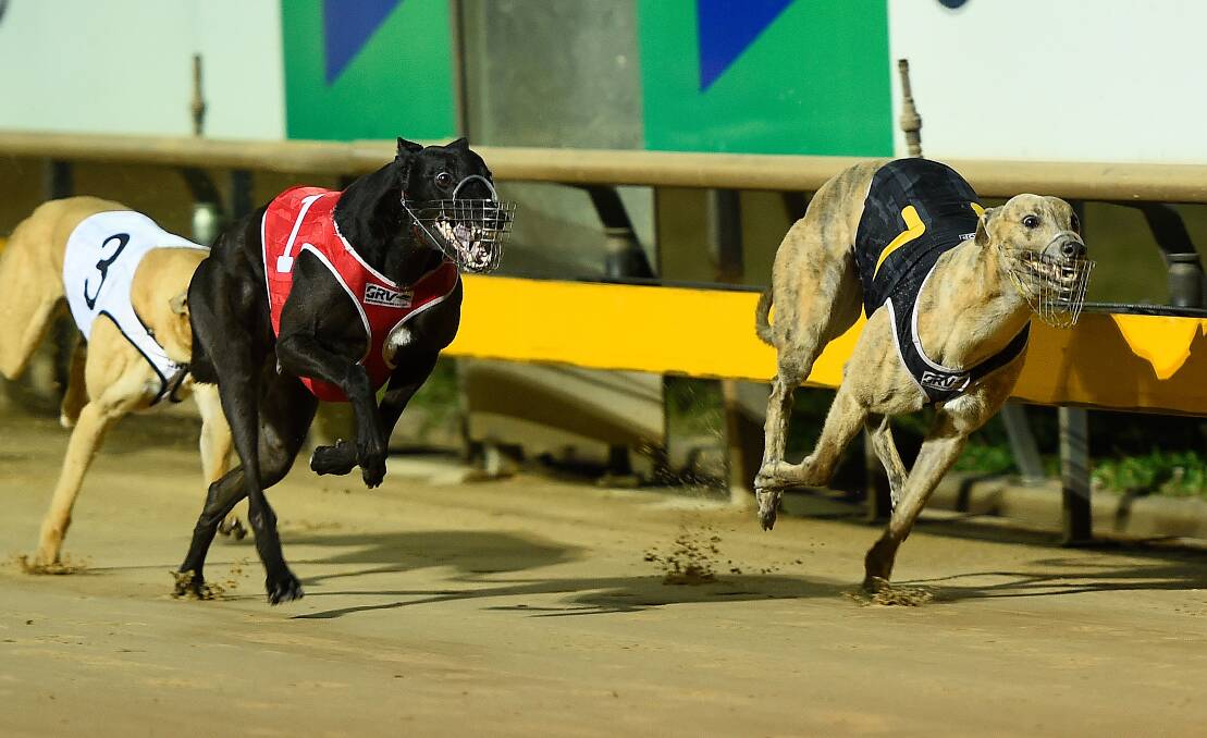 Racing: There have been two deaths and 88 injuries at Ballarat this year, and 11 dogs died at the track in 2020.