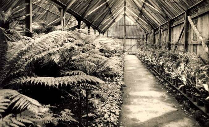 Rebuilt: Inside the original fernery. Picture: Collections Victoria
