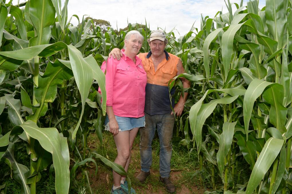 Raising the maize: Josie and Peter Donegan in the maze they have constructed at their Gordon property. More information about their weekend Graze in the Maize is available on their Facebook page, Donegan's Farm. Picture: Kate Healy.