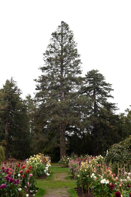 A beauty: the 40m tall ponderosa pine in Ballarat's Botanic Gardens has been nominated as a tree of the year for the National Trust. Picture: Adam Trafford.