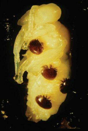 Quarantine: Varroa mite on a bee larvae. Scaled to humans, they would be dinner plate sized. Picture: NSW DPI.