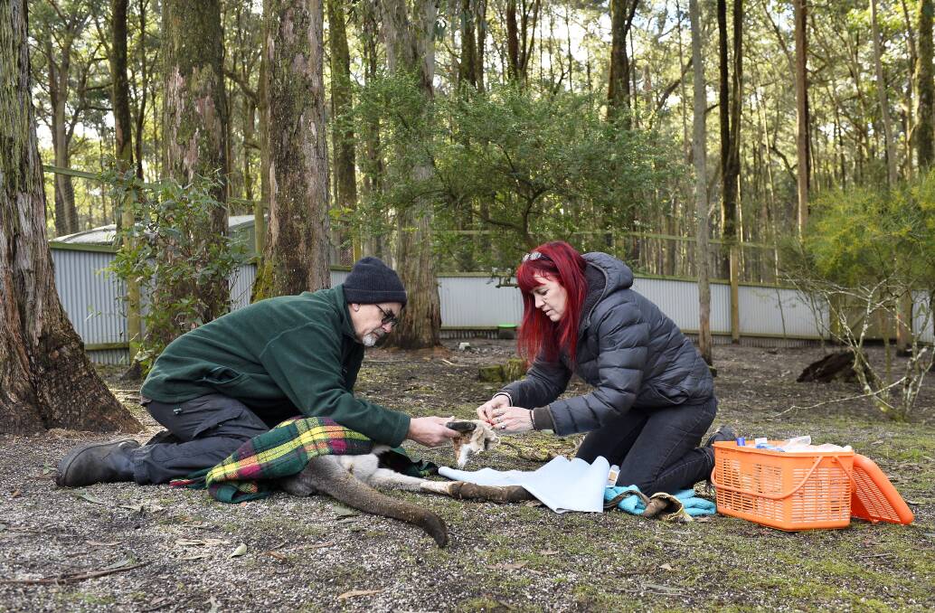 Wildlife assistance: Manfred Zabinskas and Helen Round bandaging the injured leg of a young kangaroo at the Five Freedoms Animal Shelter in Trentham East. Picture: Dylan Burns.