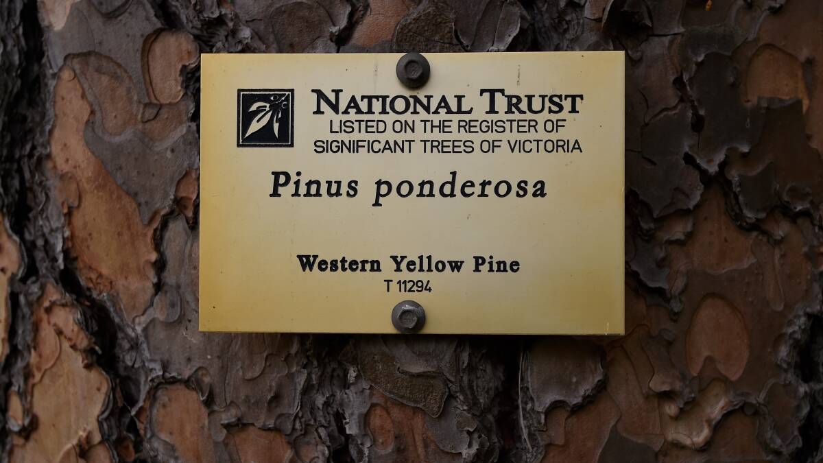 Bonanza for Ballarat's pine in National Trust poll