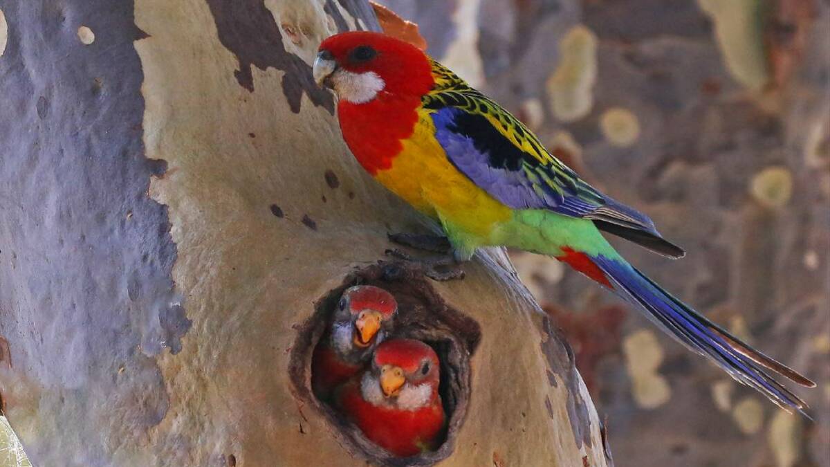 Bratty, belligerent birds begin to breed in Ballarat