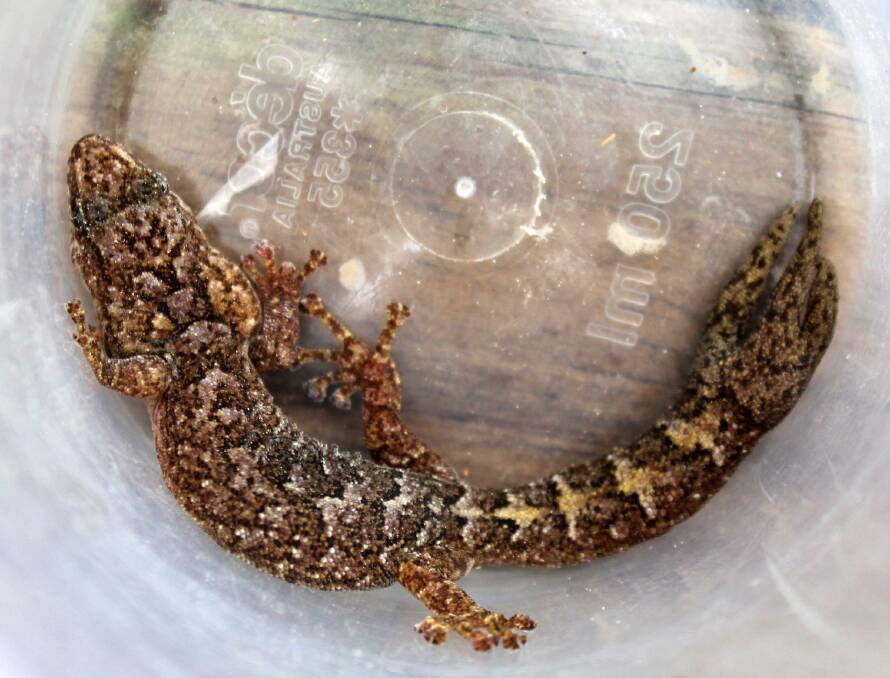 Reptile raids: a marbled gecko. It is illegal to take a reptile from the wild and heavy fines or imprisonment can apply. Picture: Caleb Cluff.