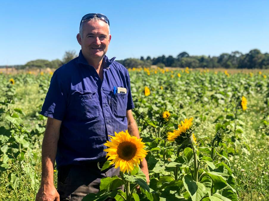 A good cause: Murray McConachy in a paddock of sunflowers. He's selling them to raise money for the Good Friday Appeal.