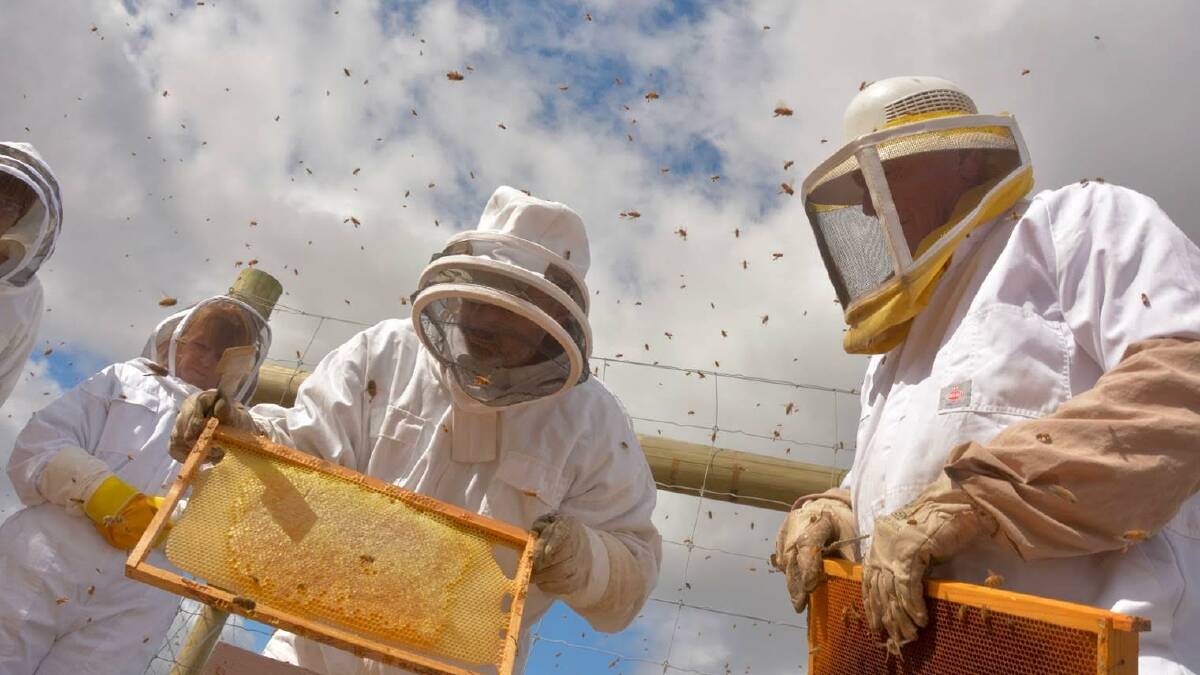 Beekeeping Field Day: checking frames for winter honey at Mt Rowan. Photo: Peter Debicki.