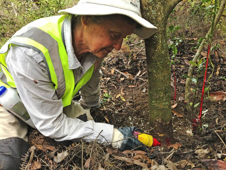 Safe to use: A Landcare volunteer applies a glyphosate herbicide to the base of a holly tree. Picture: Andrew Cox/ISC