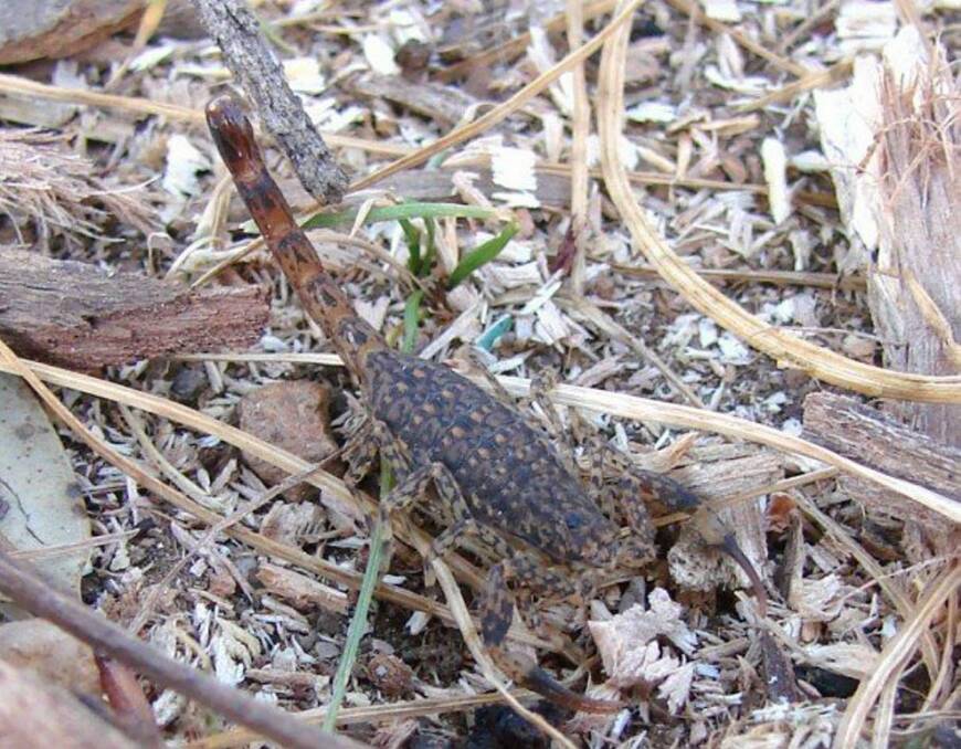 Placid: The little marbled scorpion is sometimes seen indoors in winter, often coming in on firewood. They are timid. Picture: Caleb Cluff.