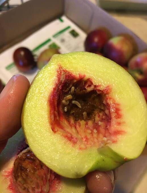 Destroy infected fruit: This nectarine was found Clunes. The owner destroyed the fruit, pruned their trees and informed the Department of Agriculture. Picture: Kris Thomas.