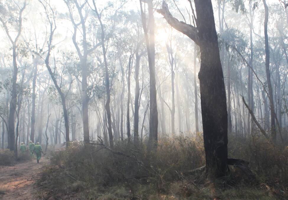 Danger to emergency services: taking illegal firewood often means firefighters and the general public are endangered by trees left improperly felled or caught up in the canopy, says DELWP. Picture: Adam Trafford.