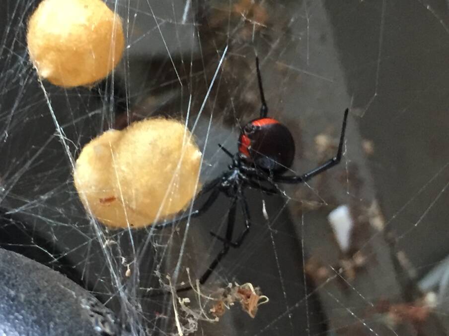 Small fangs: the venom of the redback spider Latrodectus hasselti is extremely poisonous, but the spider's fangs are so small it cannot often deliver a full load. Picture: Caleb Cluff.