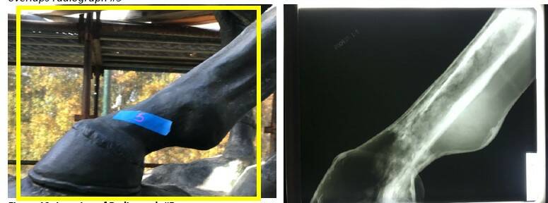 Xray: A radiographic examination of the fetlock of the horse shows the armature inside the work.