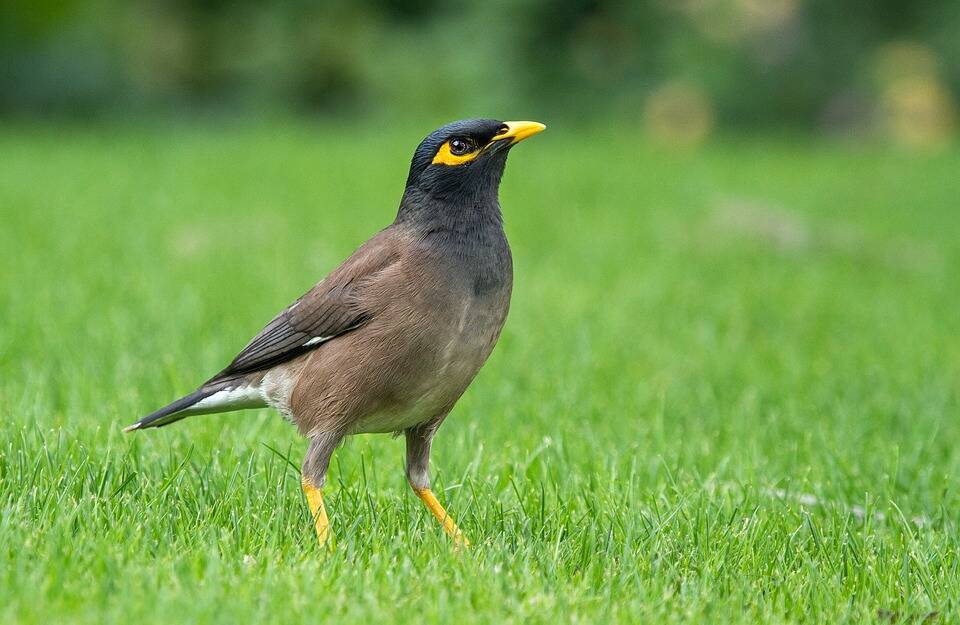 New bird in town: the Common or Indian myna is one of the world's most invasive species. Picture: commons.