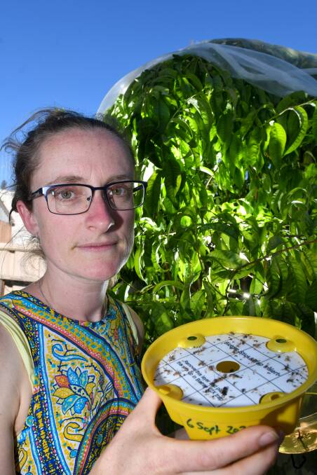 Ballarat's turn: Nicole Porter, chair of Bendigo Community Fruit Fly, holding a fly trap. The pest has been allegedly sighted in Ballarat and Clunes in recent times. Picture: Noni Hyett.