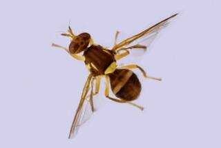 Report this pest: Queensland fruit fly, 7mm long. Report it - Agriculture Victoria Customer Contact Centre, 136 186.