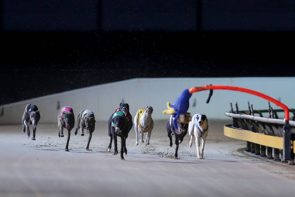 Scientific rethink: Greyhounds racing in the 2018 Ballarat Cup. The BGRC now uses two lures on an extended arm to reduce crowding. Photo: Dylan Burns.