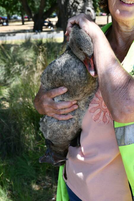 Lost: This cygnet was injured near the Lake and now is struggling to be rehabilitated back into the environment. Picture: Caleb Cluff.