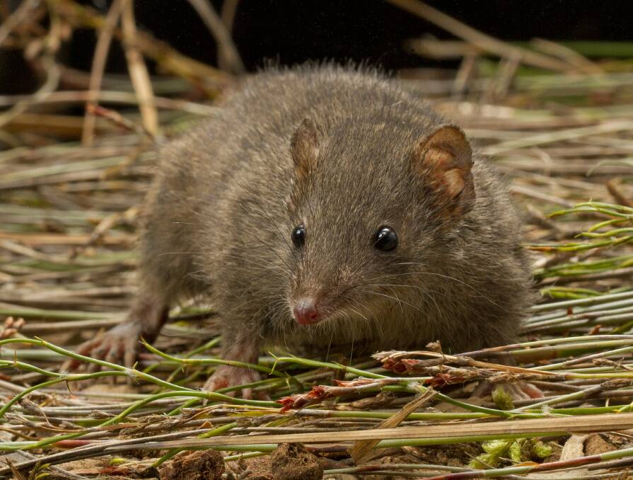 Savage hunter: A common and welcome addition to our gardens, the antechinus is a savage hunter who will eat pests and spiders. Photographer: David Paul - Museums Victoria.