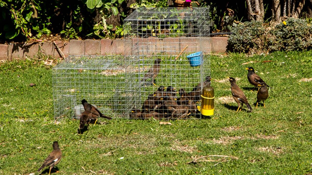 Bratty, belligerent birds begin to breed in Ballarat