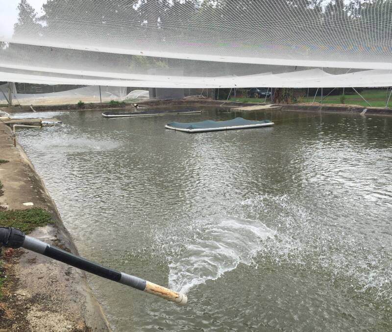 Aeration: One of the larger tanks is having water sprayed over it to lower water temperatures. Photo: Caleb Cluff.
