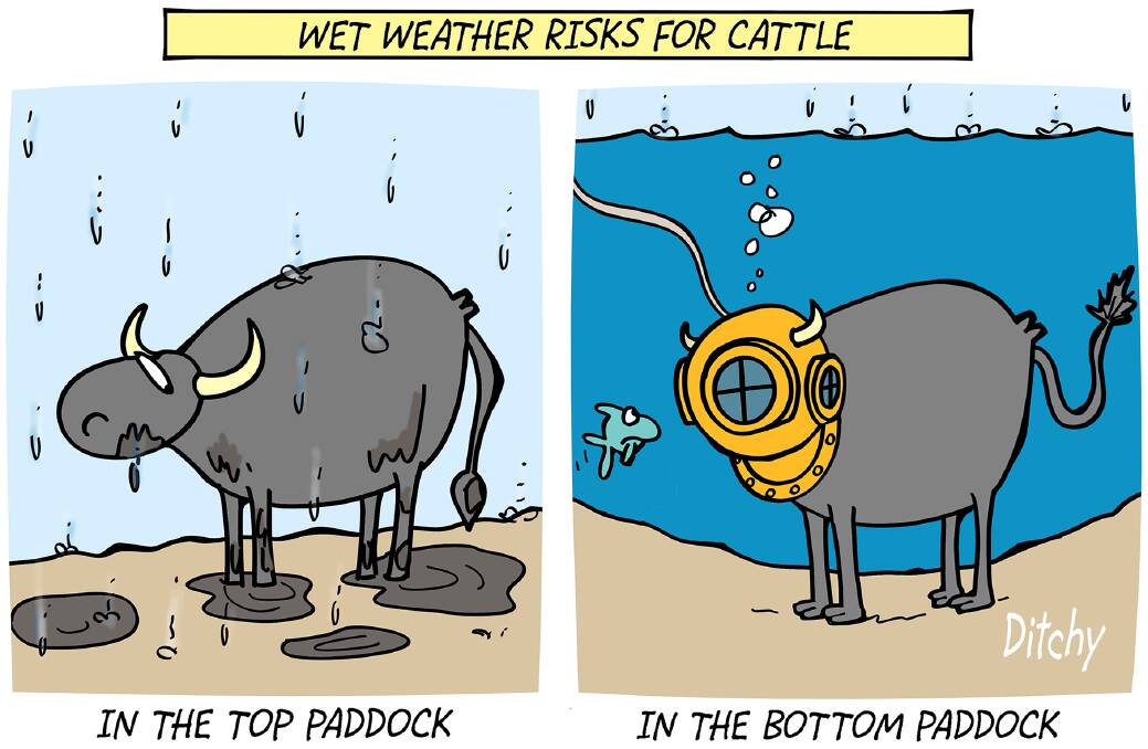 Pinkeye a danger for cattle as wet weather looms