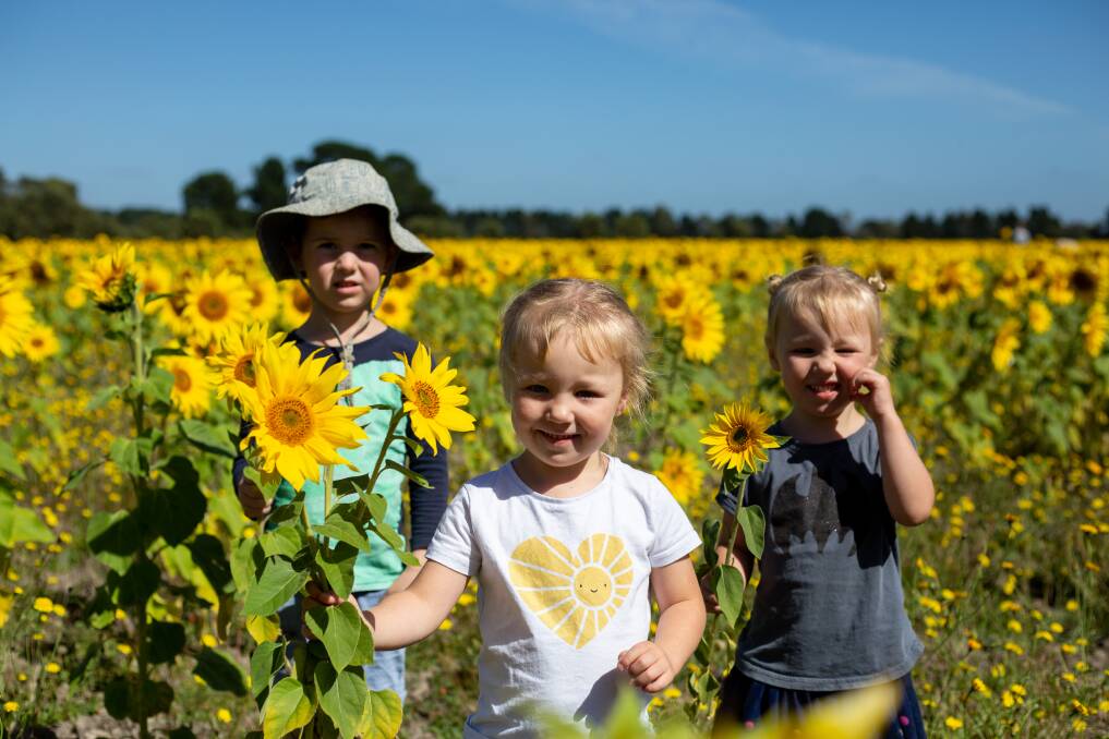 A flower for a good cause: These three young locals, Oscar, Evie and Pippa, were among many at the Meredith Sunflower Field last weekend. Picture: supplied.