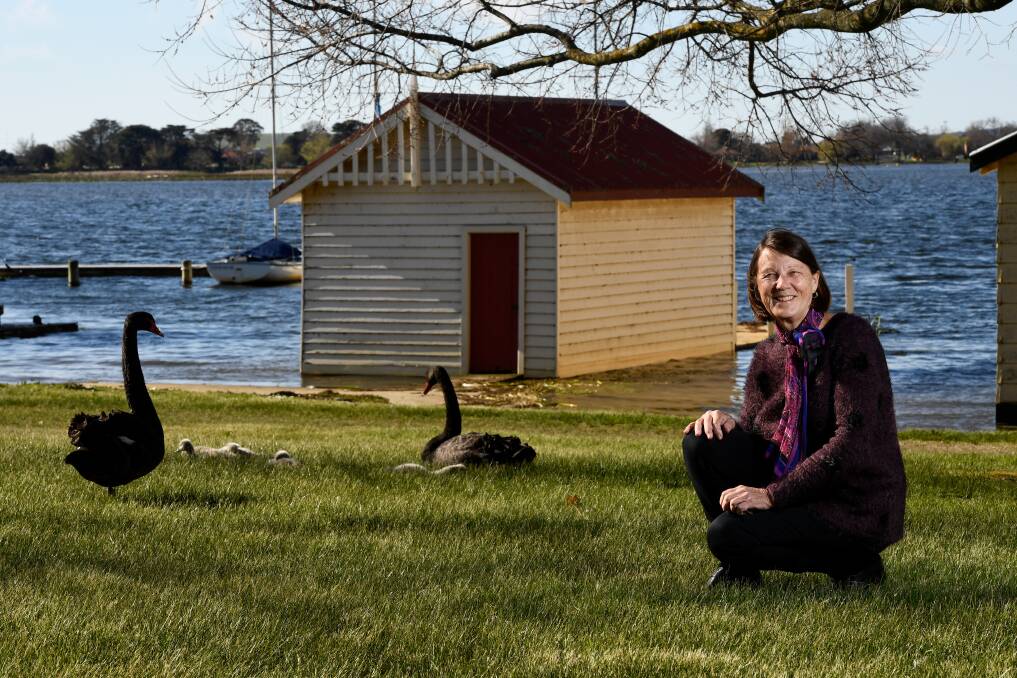 Think about your actions: Heather Lewis rescues cygnets from around Lake Wendouree. Picture: Adam Trafford. 