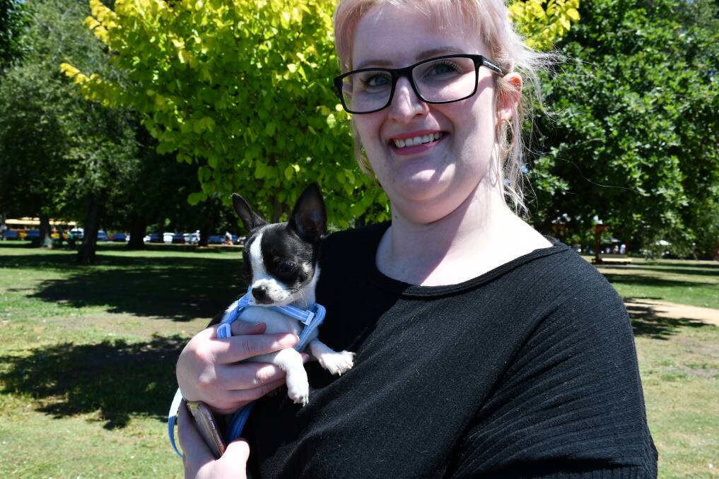 New companion: Nine week old chihuaua Farnky on the arm of his owner Amy. Picture: Caleb Cluff.