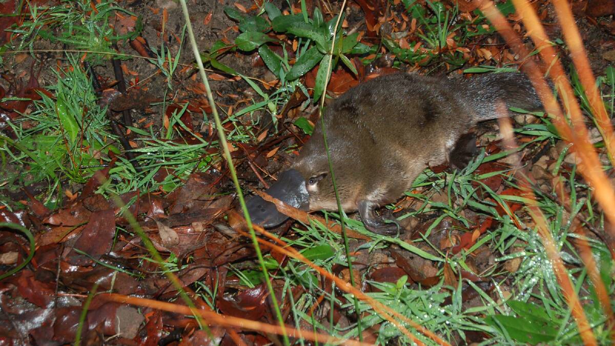 What I learned about the platypus, Australia's unsung icon