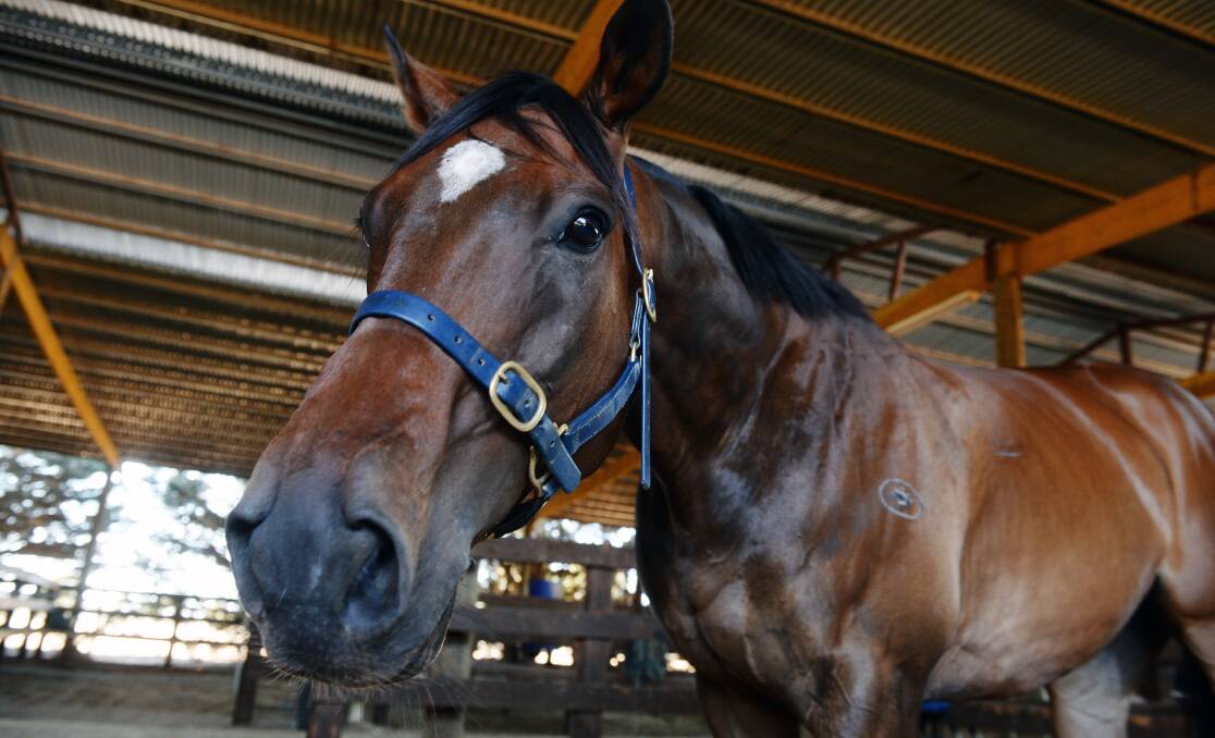 ALL-STAR: Foundry has been selected to run in the All-Star Mile, following a public vote. Picture: Kate Healy