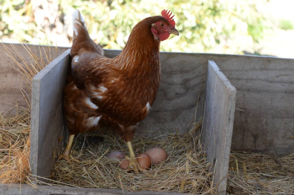 LOOK AT THIS LEGEND: The Victorian health department is urging chicken owners to wash hands thoroughly after any contact with chickens, their nesting boxes, manure or collecting eggs to prevent Salmonella Enteritidis poisoning. Picture: Kate Healy