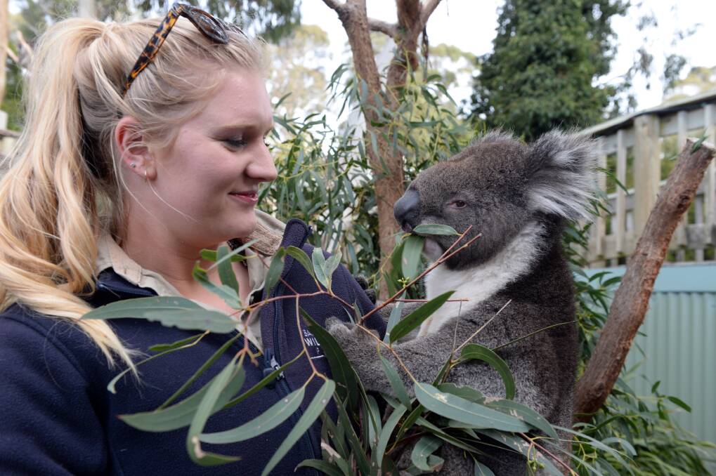 Ballarat Wildlife Park keeper Julia Castles with koala Jimmy Jams. Picture: Kate Healy