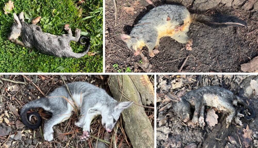 Found in Vic Park: These four dead possums were all discovered in Victoria Park on Sunday. A former RSPCA investigator says the deaths need to be queried.